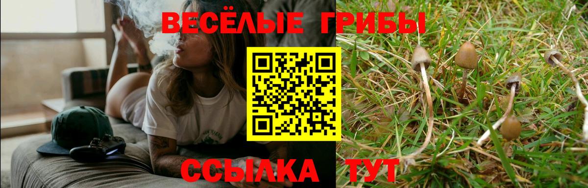 Искитим  Псилоцибиновые грибы Psilocybine cubensis  Псилоцибиновые грибы Psilocybine cubensis  Вход с VPN 